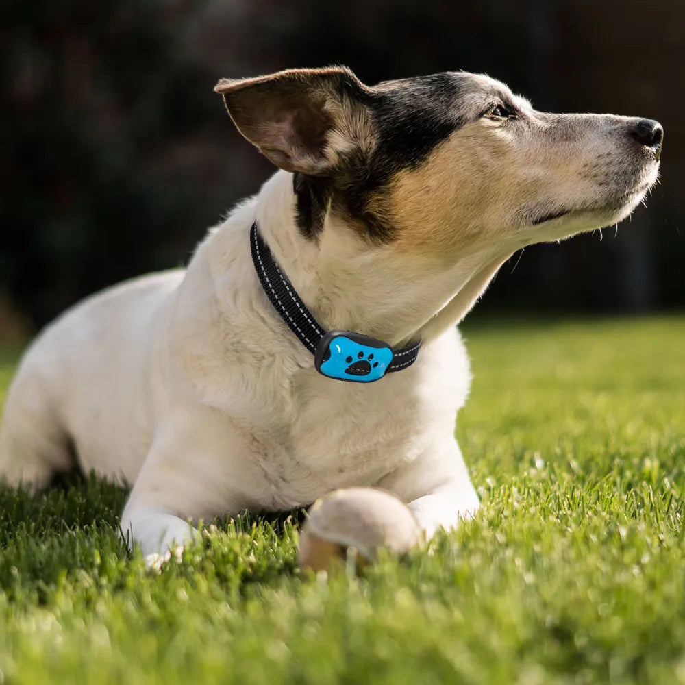 Collier anti-aboiement pour chiens - Non Nocif
